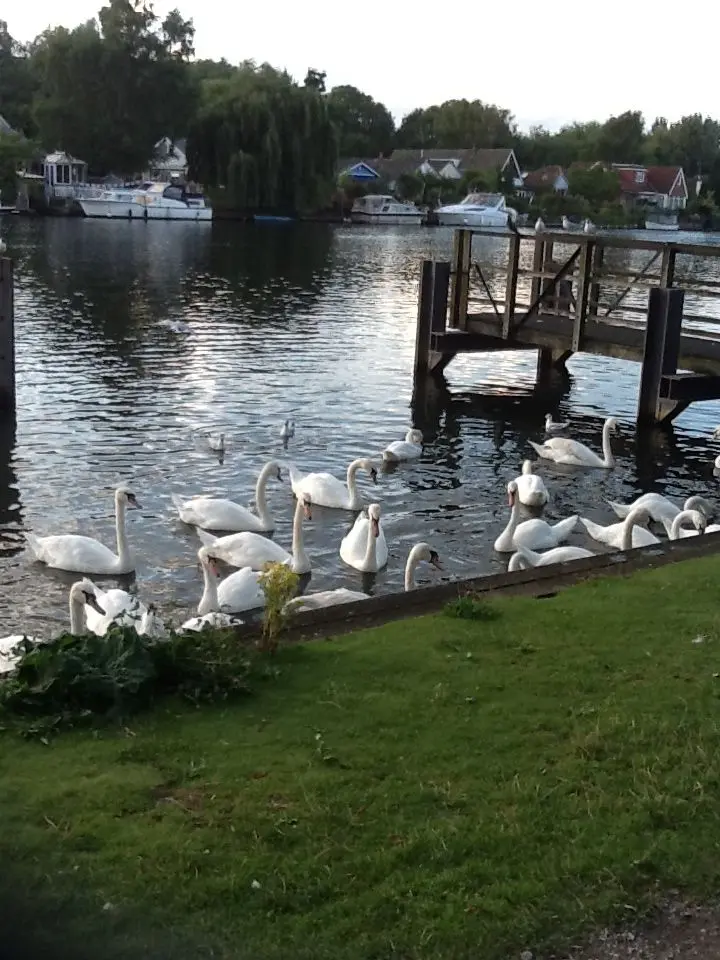 Walton on Thames